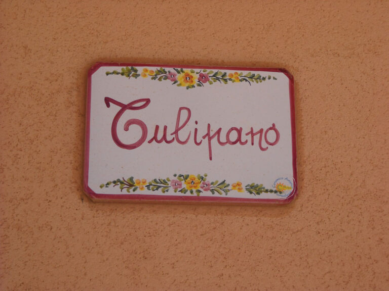 tulipano1